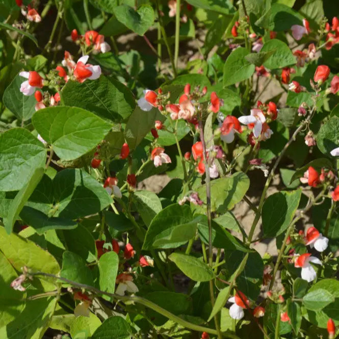 Hestia Dwarf Runner Bean Seeds for Planting, Compact Bean Variety