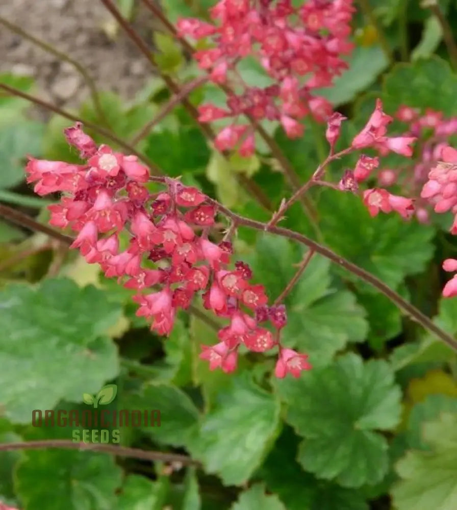 Heuchera Bressingham Hybrids Flower Seeds Premium Garden For Gardening Enthusiasts Seeds