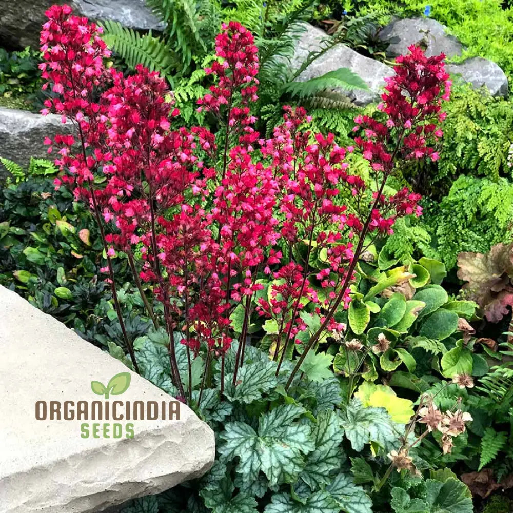 Heuchera Metallica Americana Coral Bells seeds for planting