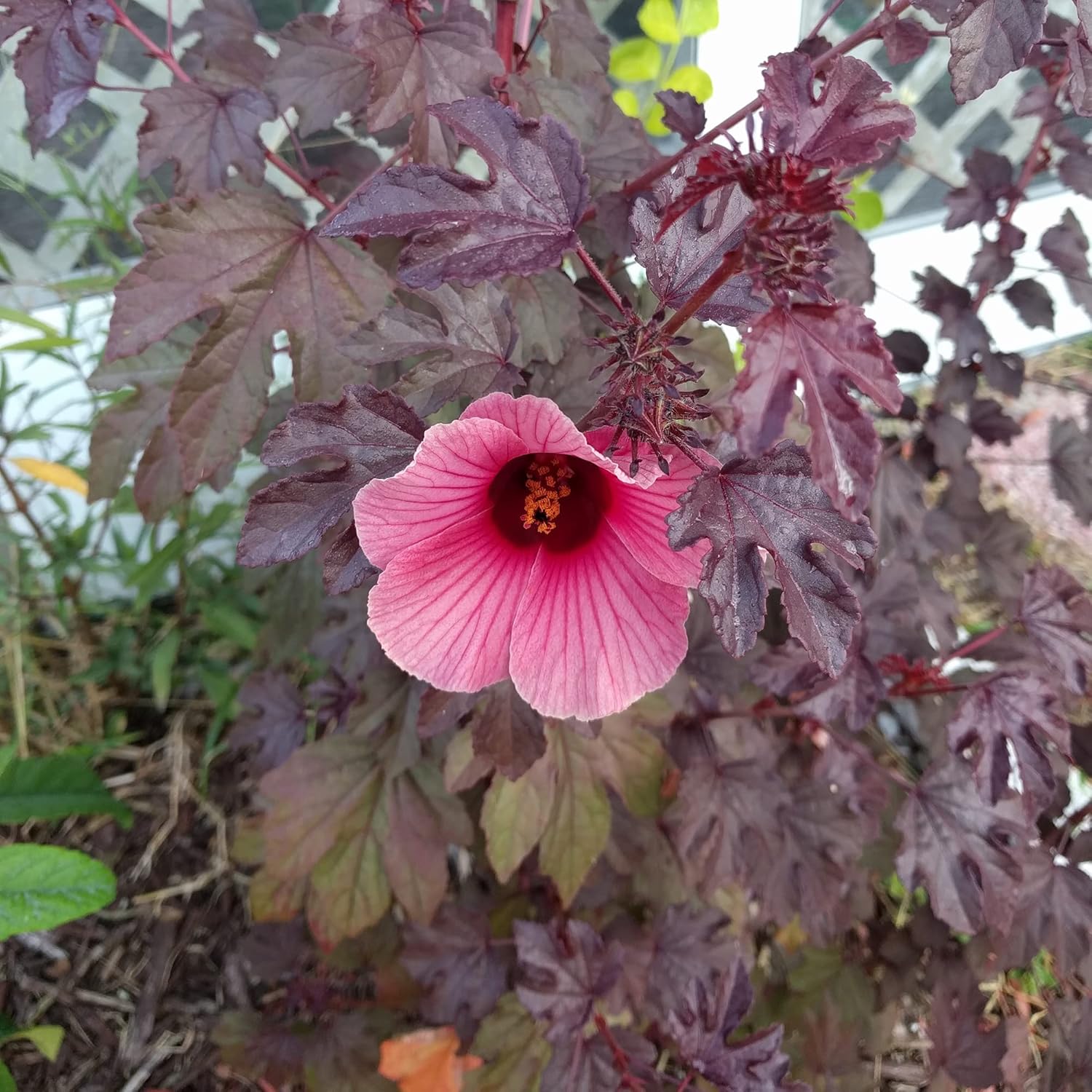 Hibiscus Acetosella Seedlings Growing from Seeds
