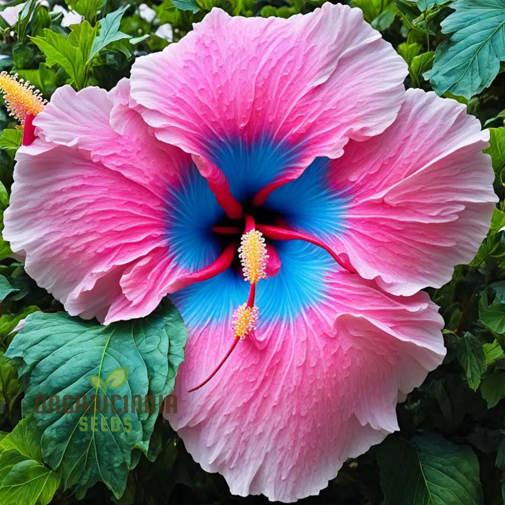Close-up of blue pink hibiscus petals