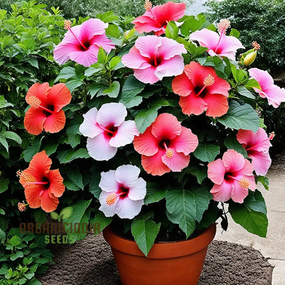Hibiscus Flower Seeds for Home Garden Planting