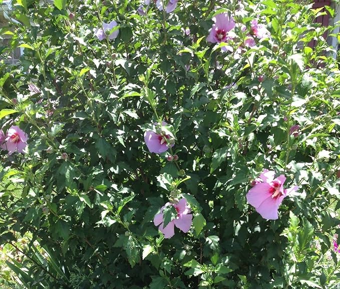 Hibiscus Rose of Sharon Plants in Garden Bed from Seeds