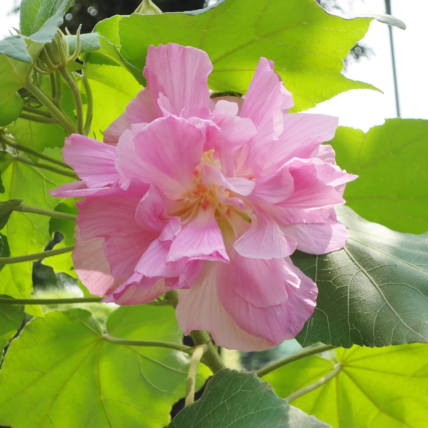 Color Changing Pink Blooms of Hibiscus Mutabilis