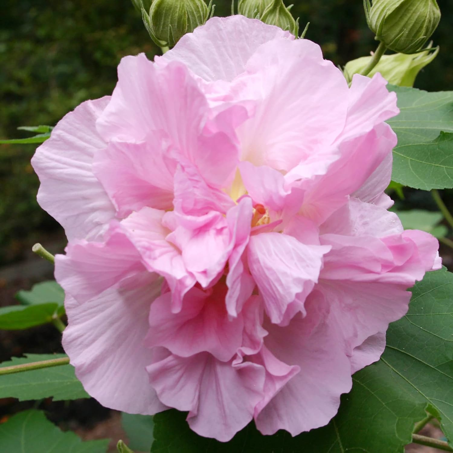 Hibiscus Mutabilis Confederate Rose Seeds for Planting