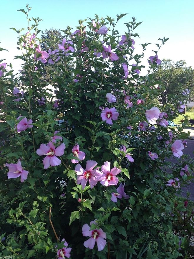 Hibiscus Rose of Sharon Growing in Container from Seeds