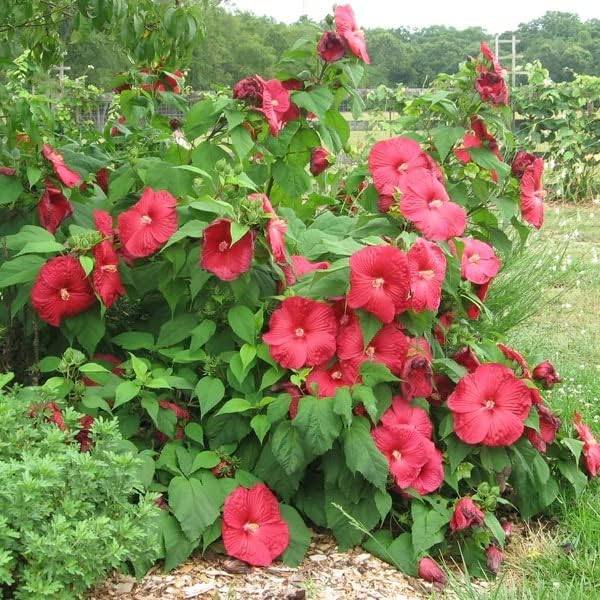 Red Dinner Plate Hibiscus Growing in Garden Landscape