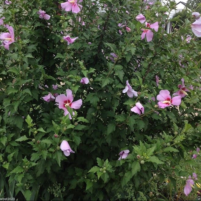 Hibiscus Rose of Sharon Seeds for Cold-Hardy Perennial Garden