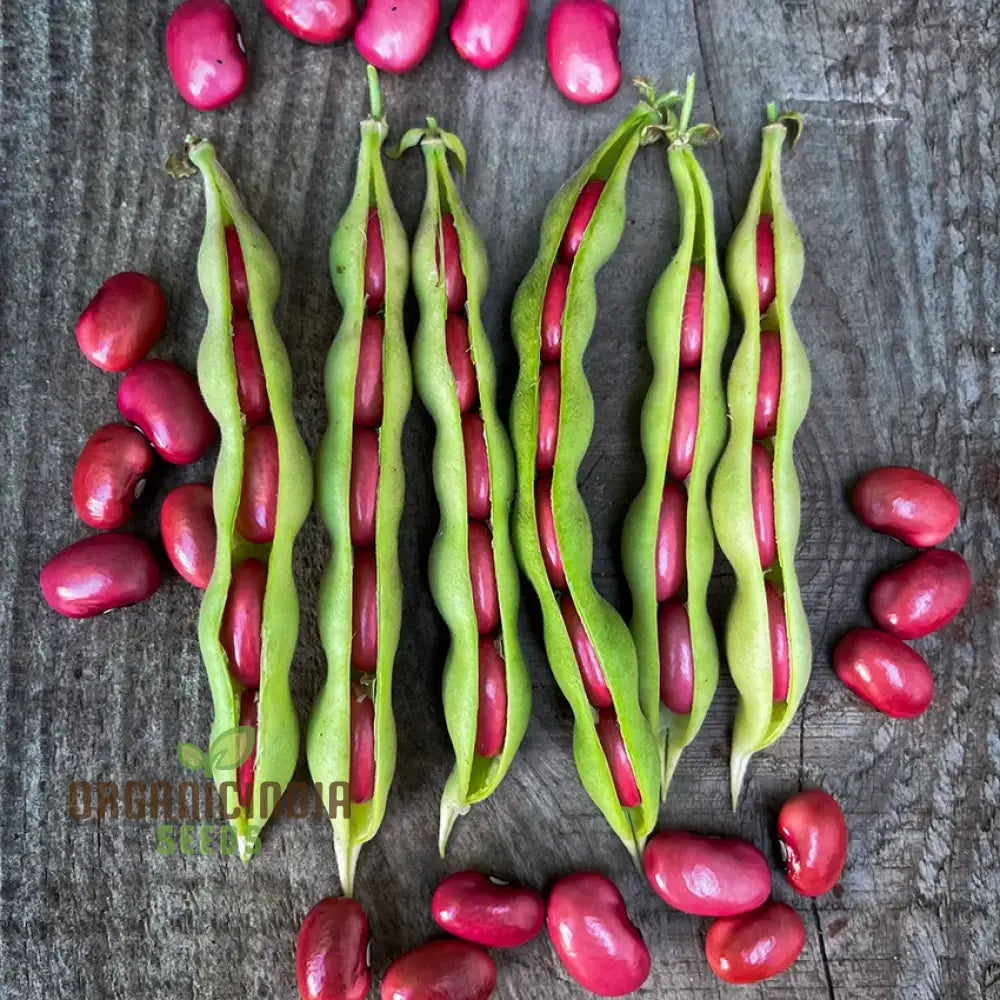 Mature Hidatsa Red Bean Plant from Seeds, Climbing Heirloom Beans