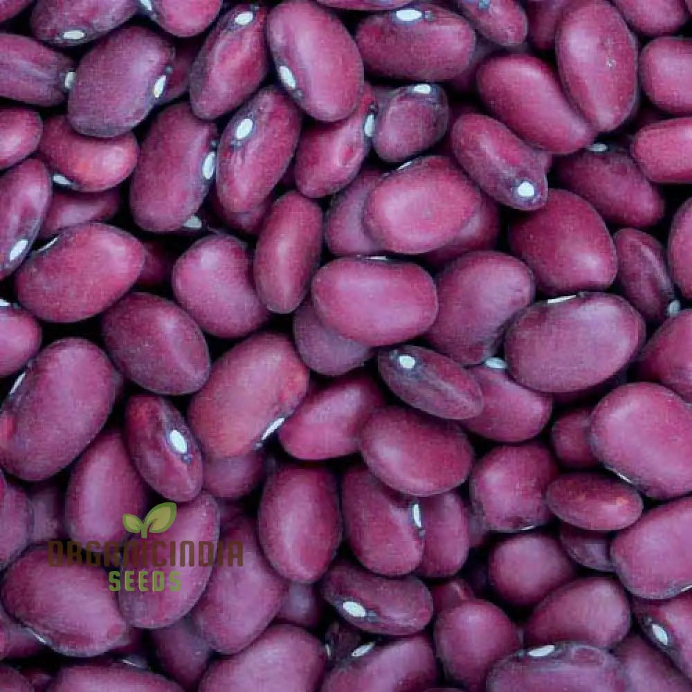 Hidatsa Red Bean Seeds for Planting, Heirloom High-Yield Beans