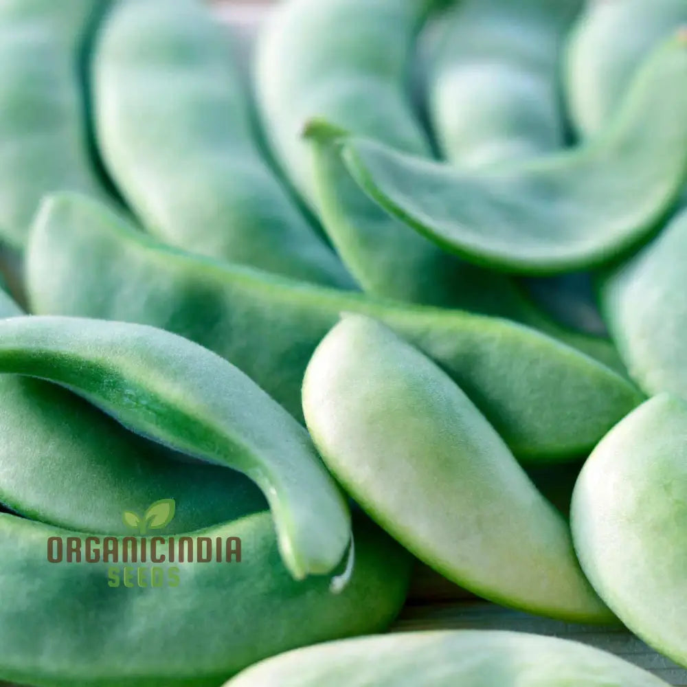 Mature Hidatsa Shield Bean Plant from Seeds, High-Yield Heirloom Beans