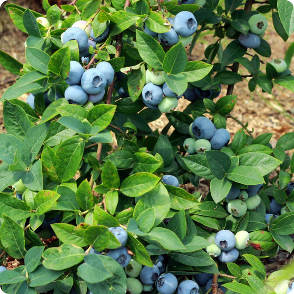 High bush blueberry seeds for planting in garden