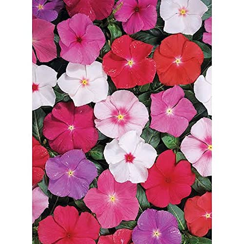 High Germination Guinea Flower Seeds for Colorful Gardens