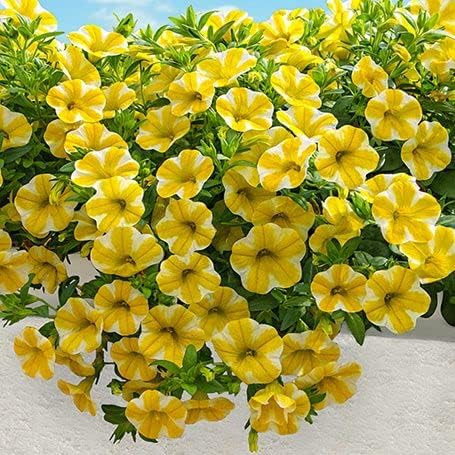 High Germination Yellow Calibrachoa Seeds for Garden Use