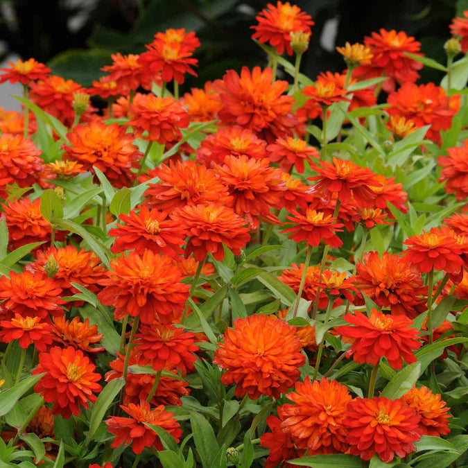 High Germination Zinnia Seeds for Reliable Flower Planting