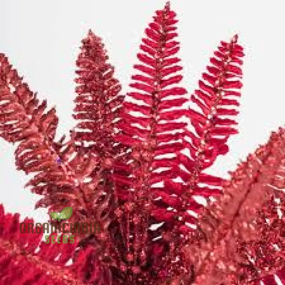 Red Redfern Red Fern Plants Hardy Ferns For Oklahoma | Oklahoma State University