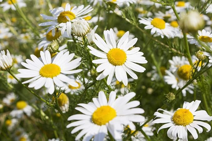 High Quality Chamomile Seeds for Herb Garden Planting