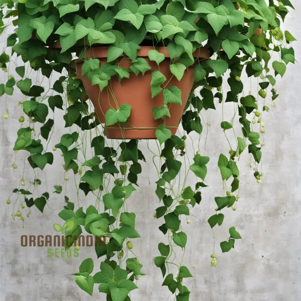 High-Quality Vine Flower Seeds for Landscaping and Garden Walls