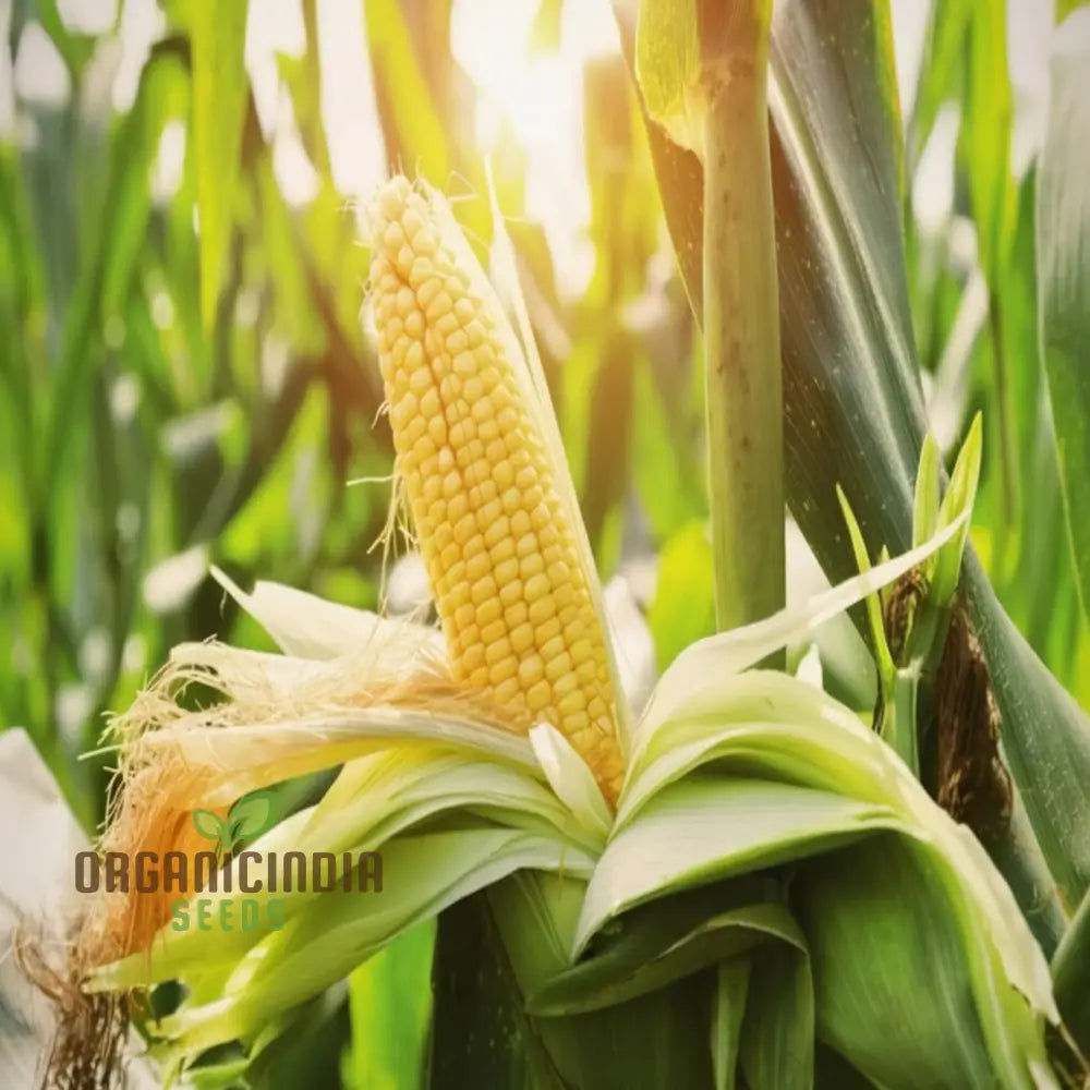 High-Yield Corn Seeds for Planting, Productive Vegetable Garden Seeds