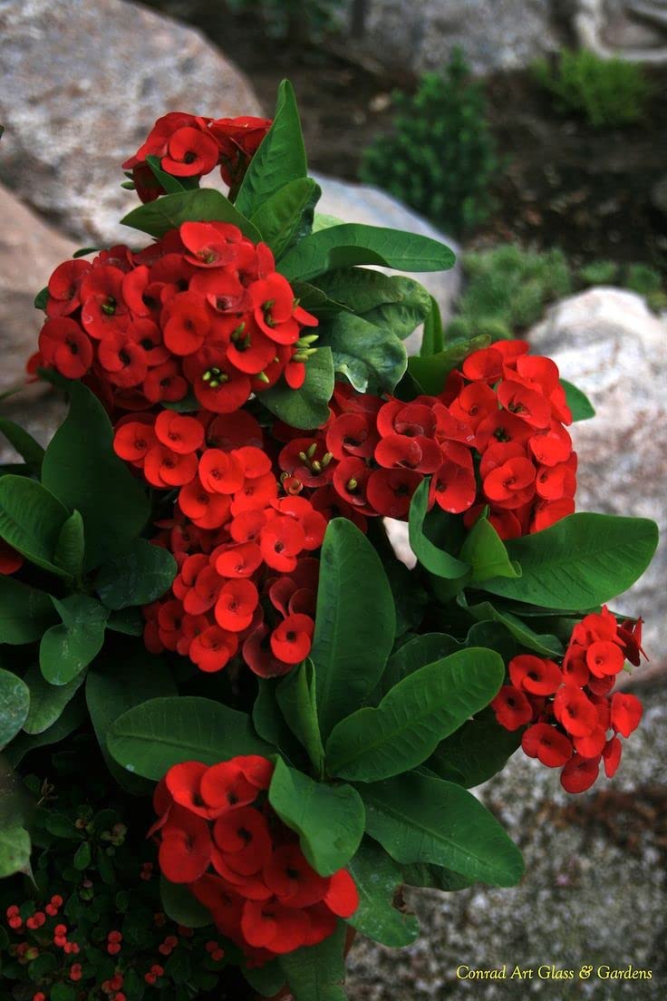 High Yield Euphorbia Milii Seeds for Home Gardening