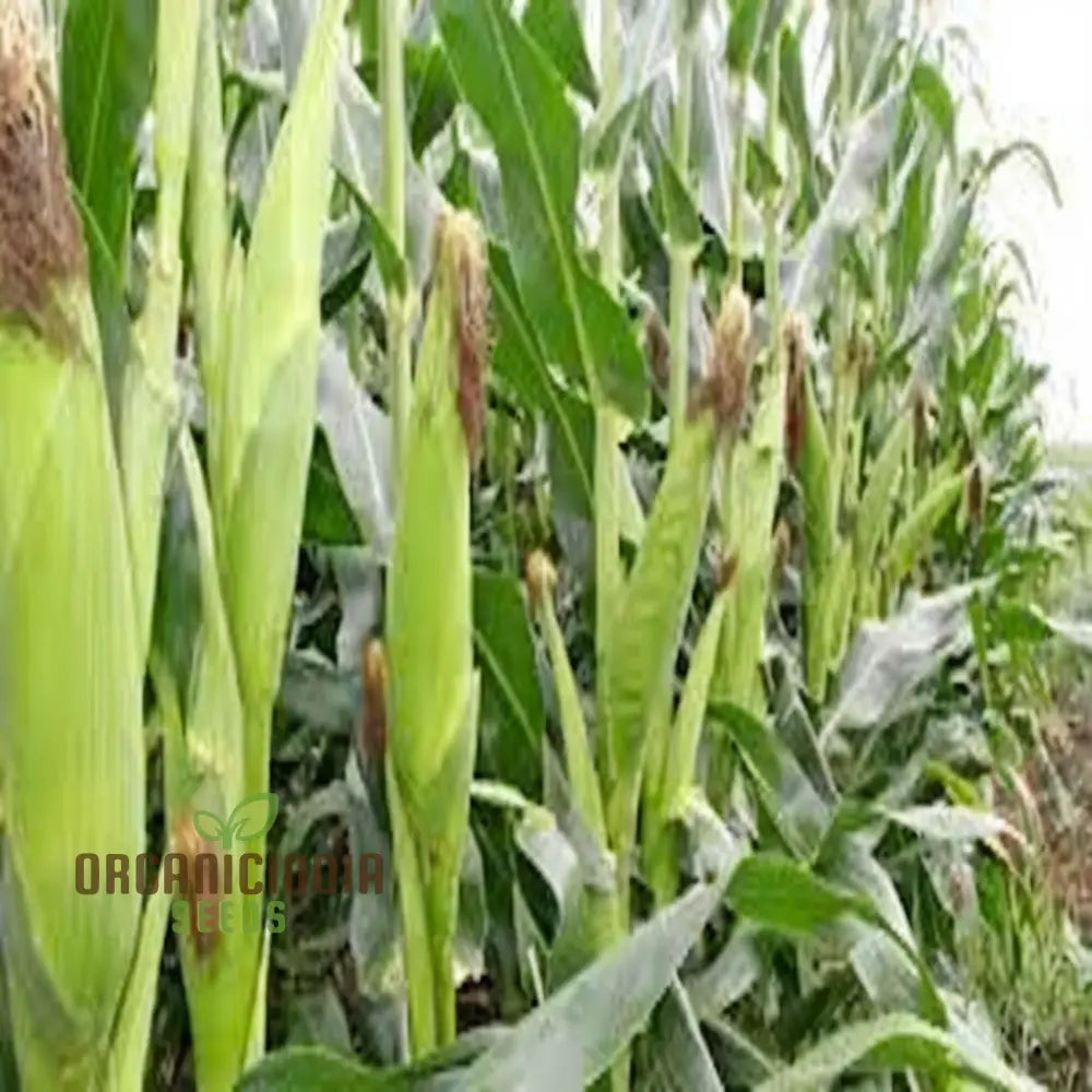 High-Yield Monsanto Corn Seeds â€“ Superior Quality Planting For Robust Growth Squash And Gourds