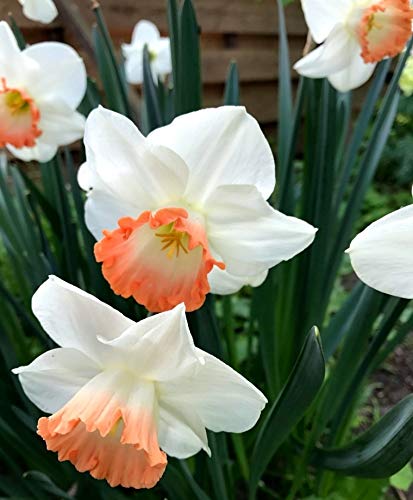 High Yield Narcissus Seeds for Colorful Flower Displays