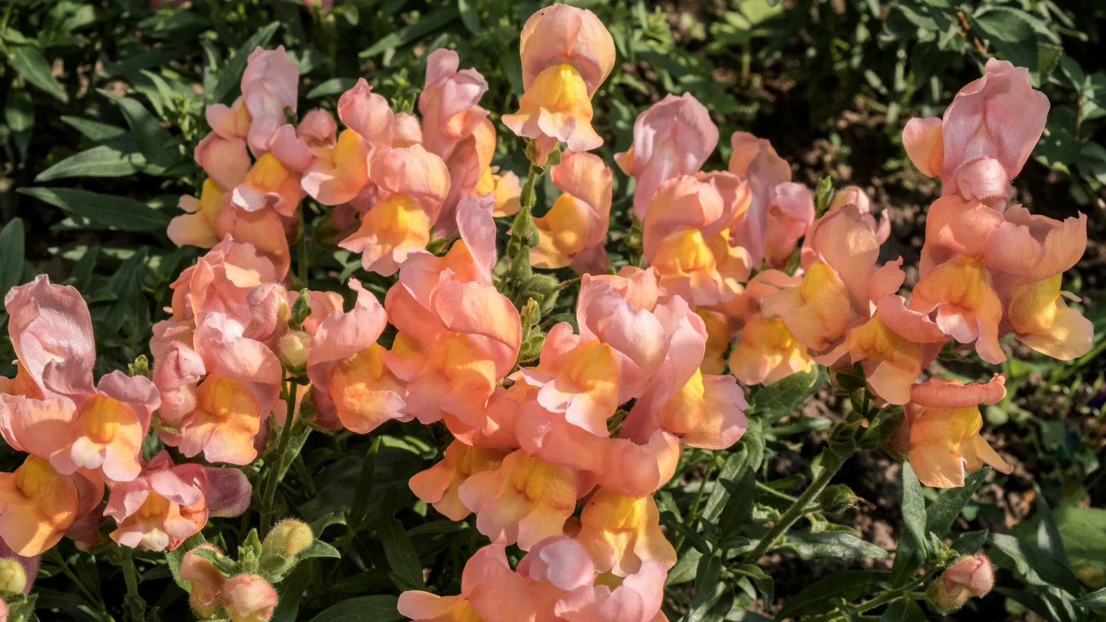 High Yield Snapdragon Flower Seeds for Long Bloom Season