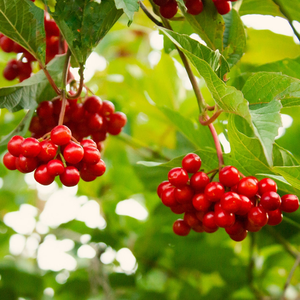 White Flower Clusters on Highbush Cranberry Plant