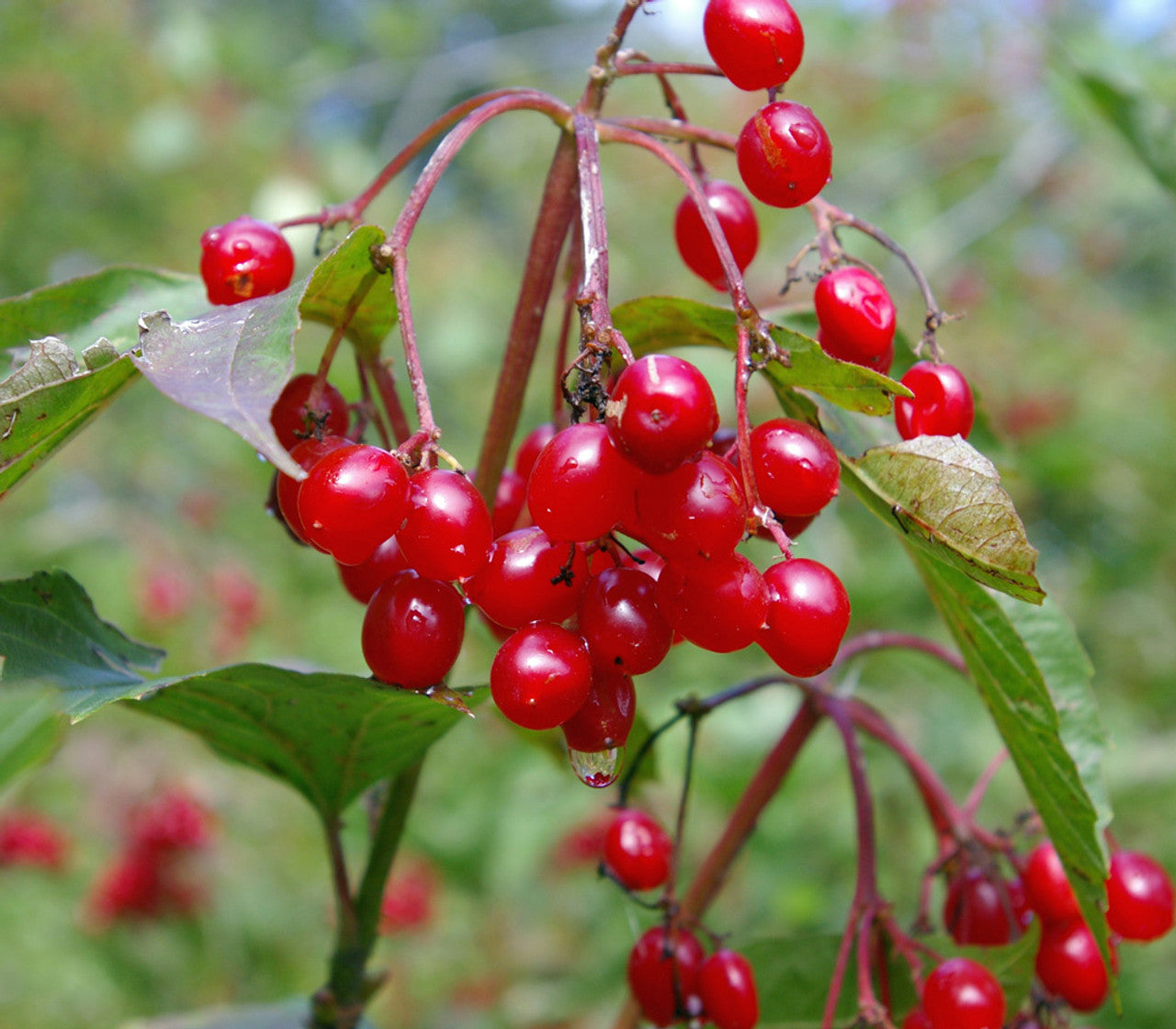 Ripe Red Highbush Cranberry Berries on Branch