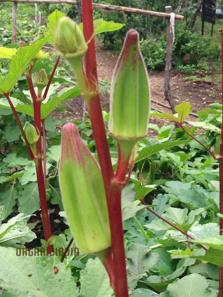 Fresh Red Okra Pods from Seeds, Vibrant Heirloom Vegetable