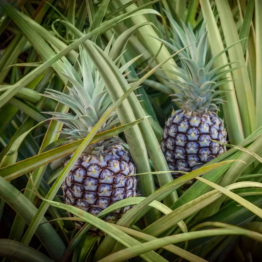 Hilo pineapple seeds for planting in home garden
