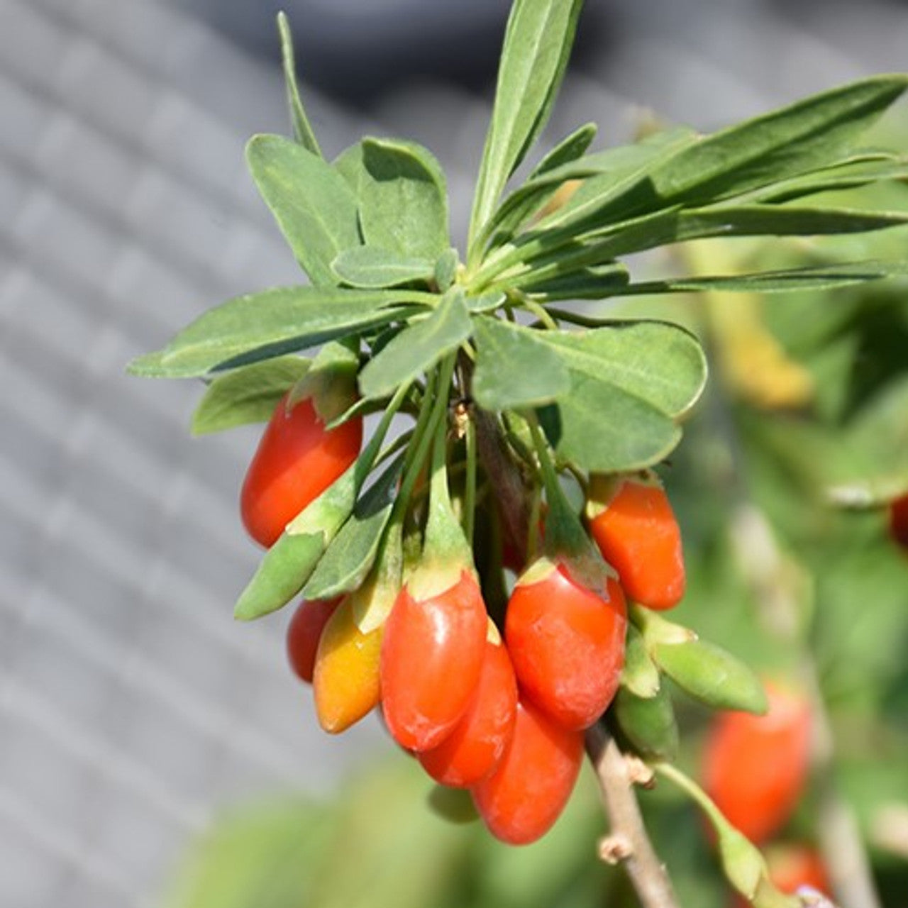 Himalayan Tibetan Goji Berry Seeds for Planting