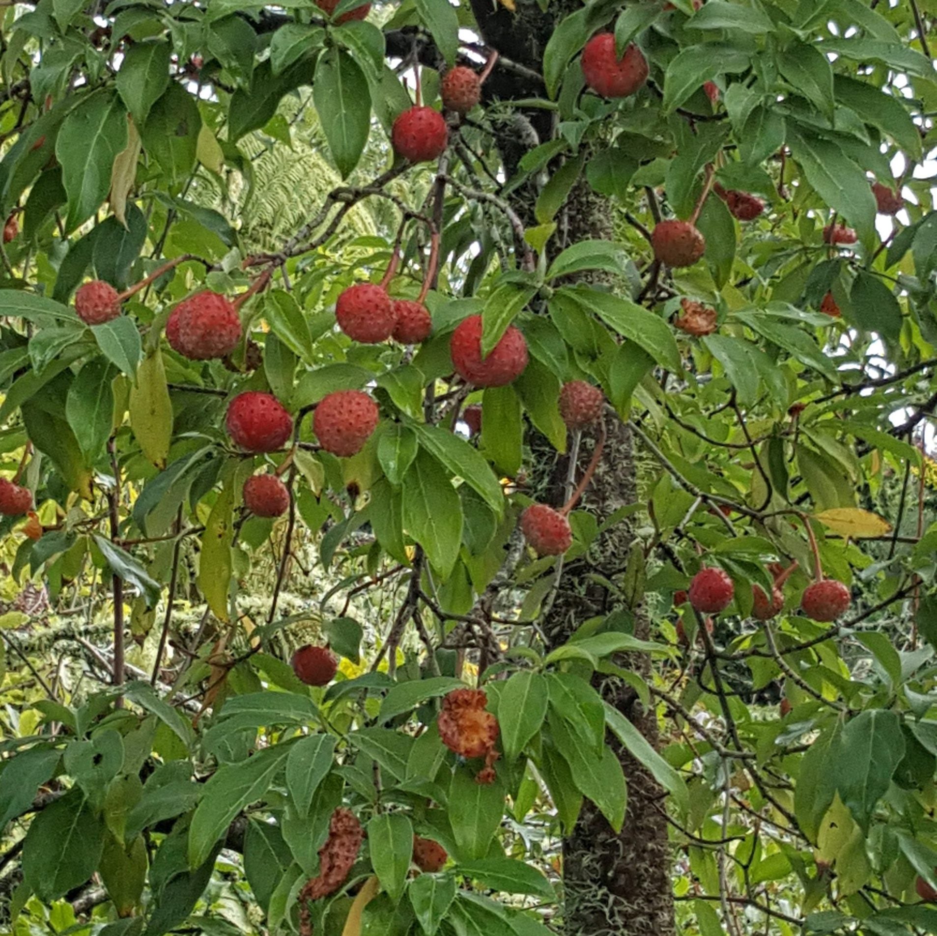 Himalayan Dogwood Strawberry Tree seedlings growing