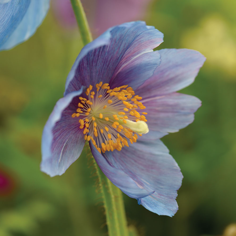 Himalayan Blue Poppies Growing in Shaded Garden Area