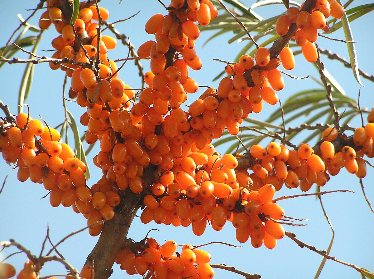 Hippophae rhamnoides Seaberry seeds for gardening and landscaping