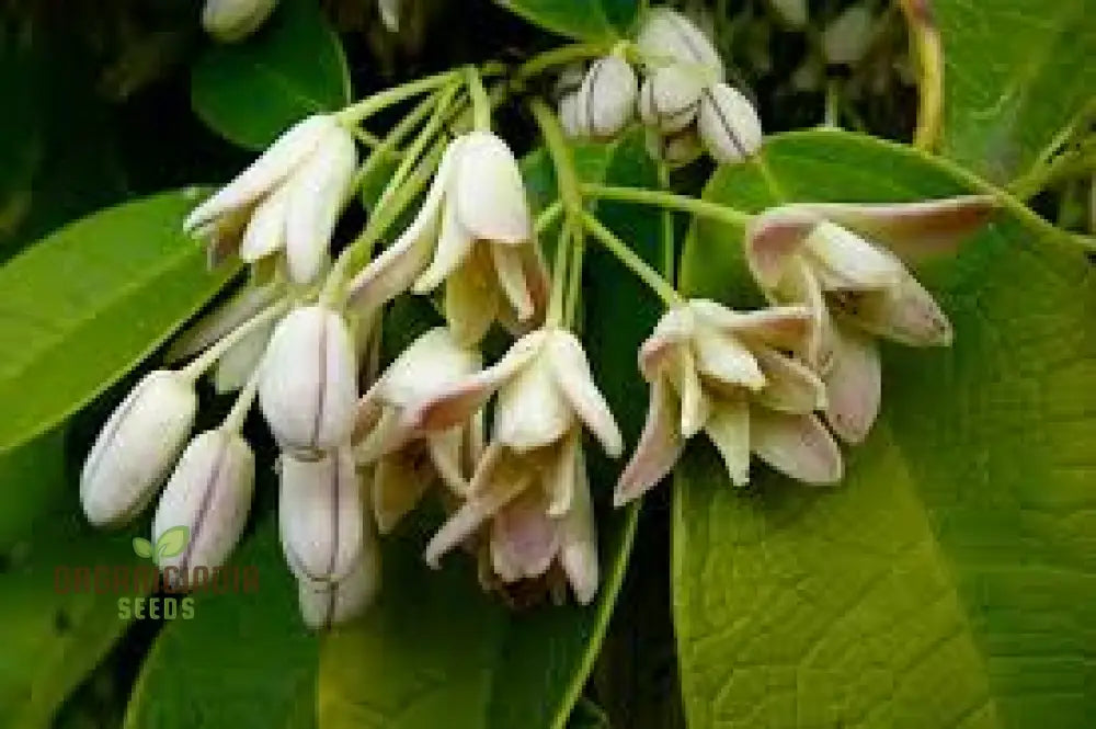 Holboellia Coriacea Seeds Hardy Evergreen Vine For Stunning Garden Landscapes And Trellises