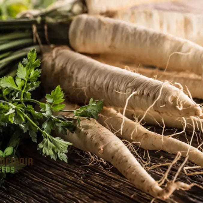 Hollow Parsnip Seeds for Planting, Home Garden Root Vegetable Seeds