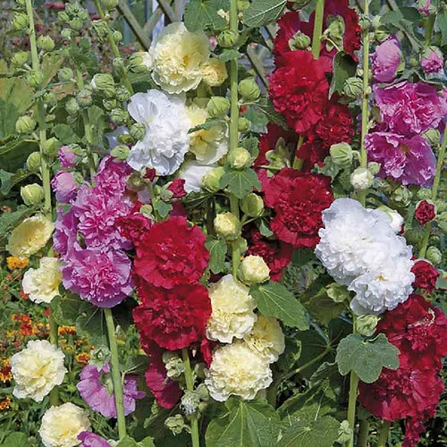 Double Hollyhock Alcea Rosea seeds for planting tall garden flowers