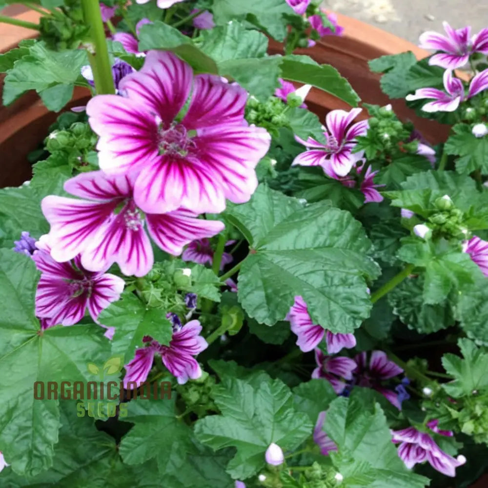Hollyhock Malva Flower Seeds - Towering Blooms For A Classic Cottage Garden