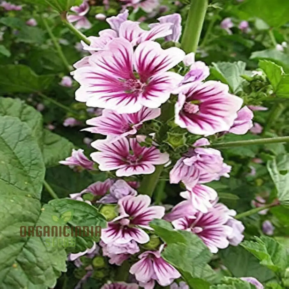 Hollyhock Malva Flower Seeds - Towering Blooms For A Classic Cottage Garden