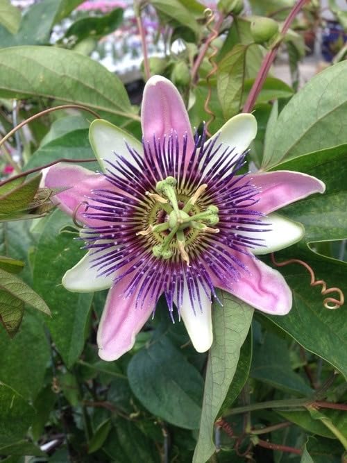 Passion Flower Seeds Ideal for Colorful Home Gardens