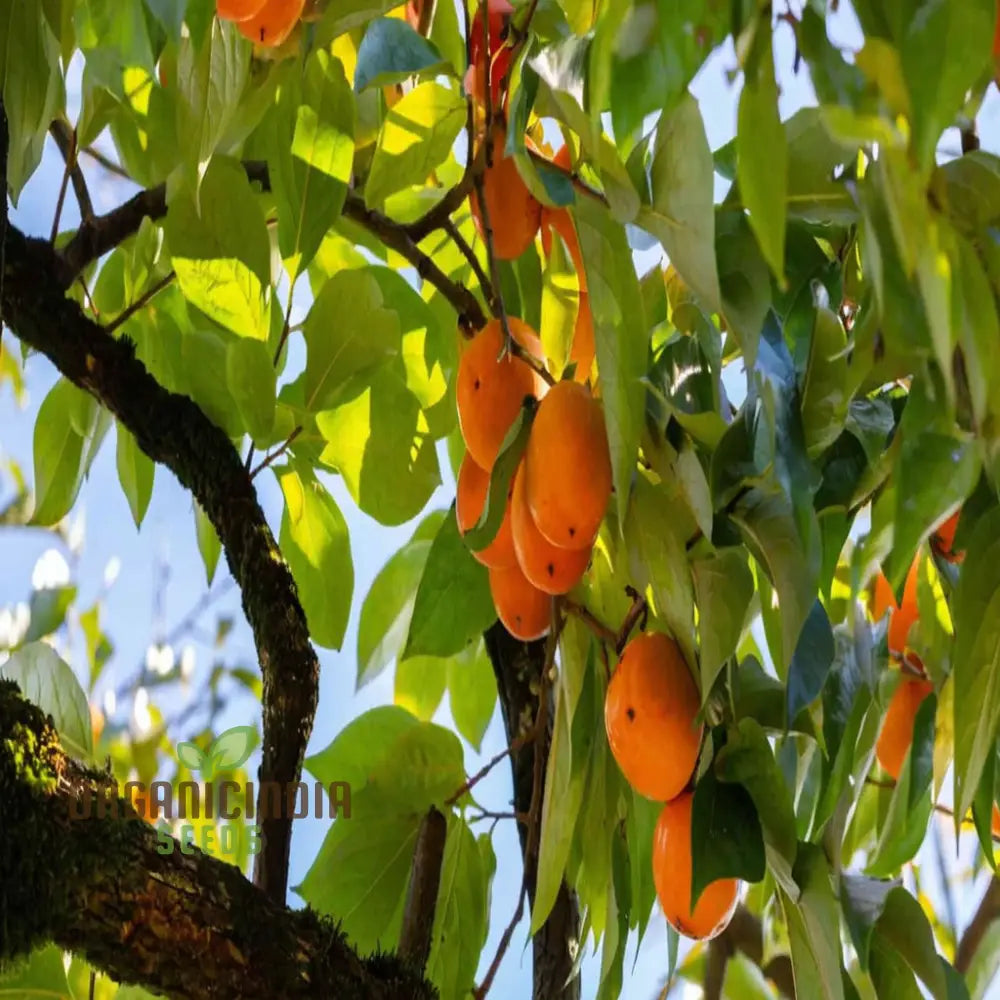 Homegrown persimmon plants thriving outdoors
