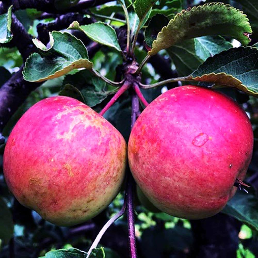 Home orchard apple tree seeds for planting Pink Lady variety