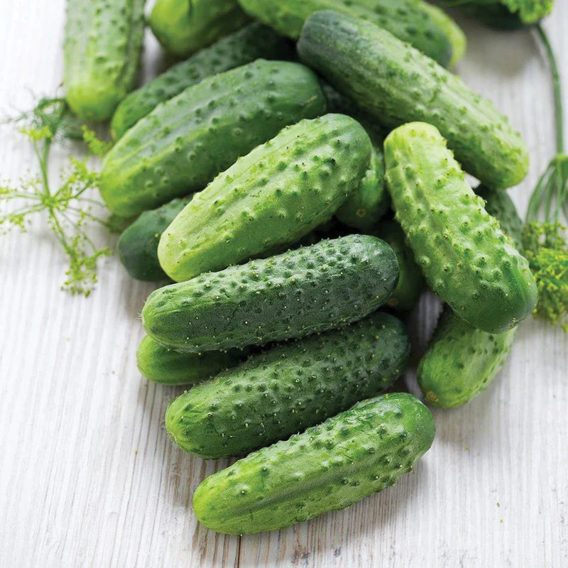 Mature Homemade Pickles Cucumber Vine with Crisp Fruits from Seeds