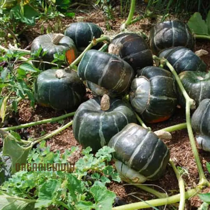 Mature Honey Bear Squash Plants, High-Yield Bush Squash Seeds
