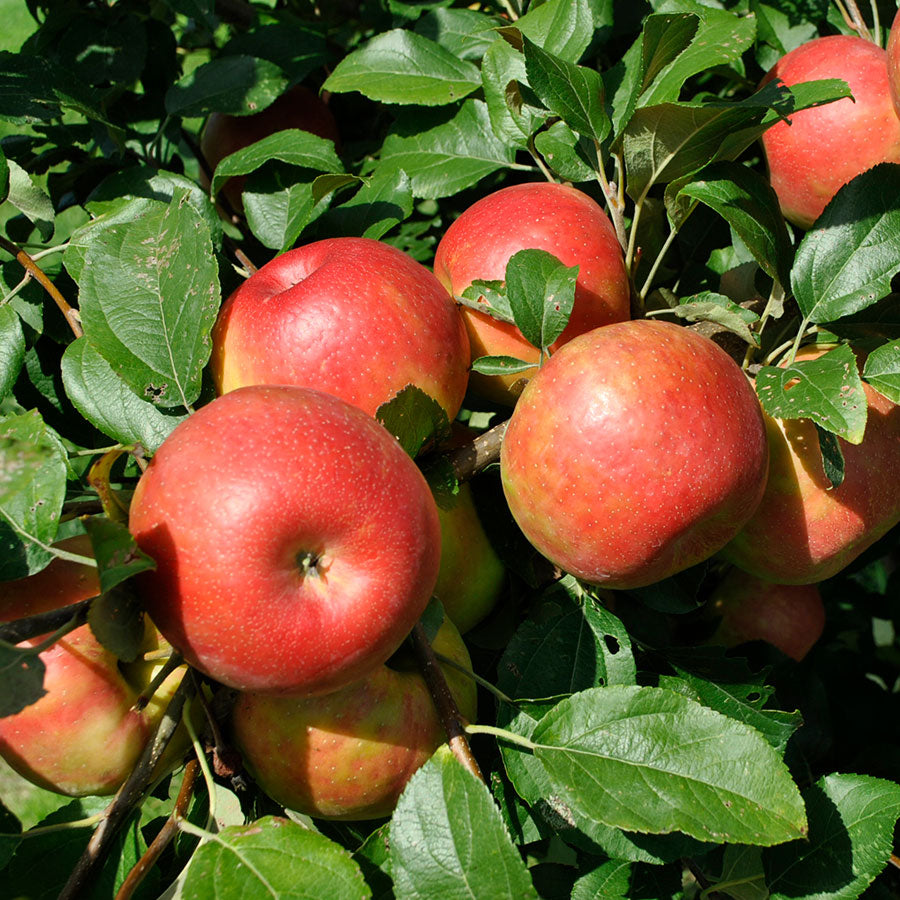 Honeycrisp apple seeds for planting crisp juicy Non-GMO apple trees