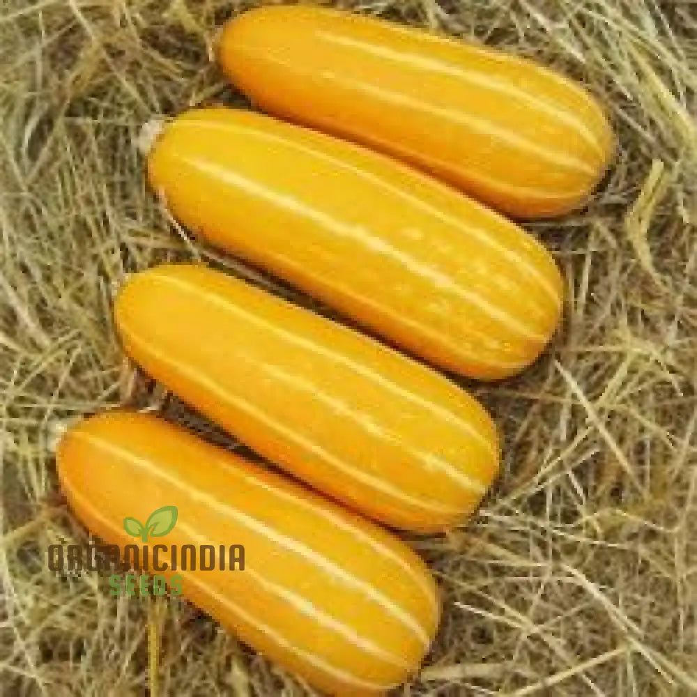 Honeygold Marrow Seeds for Planting, Golden Vegetable Seeds