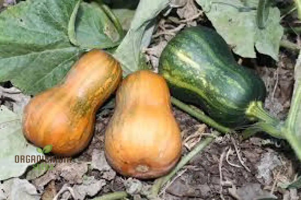 Harvested Honeynut Squashes from Seeds, Sweet and Flavorful Winter Squash