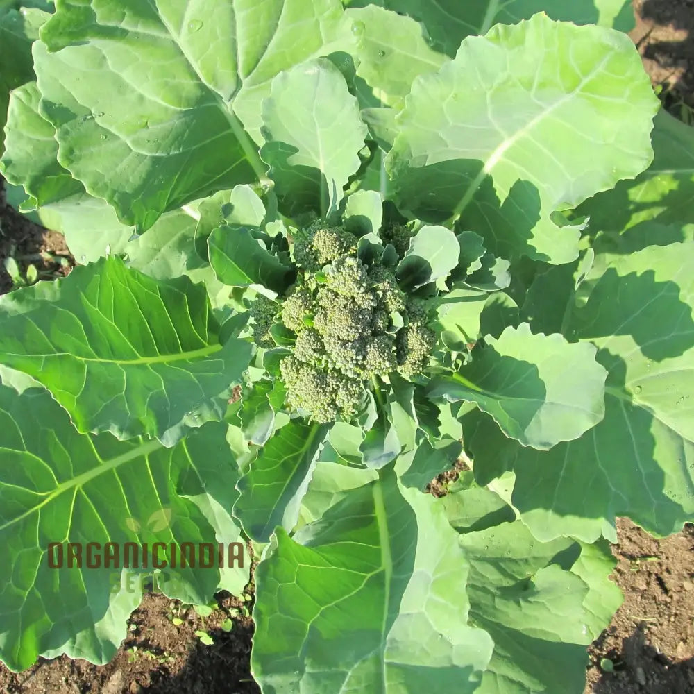 Hong Kong Broccoli Seeds for Home Garden, Leafy Green Vegetable Seeds