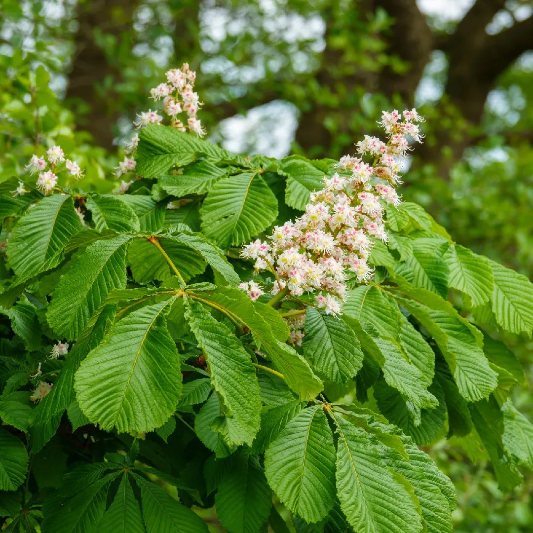 Horse chestnut tree seeds for planting large landscape trees